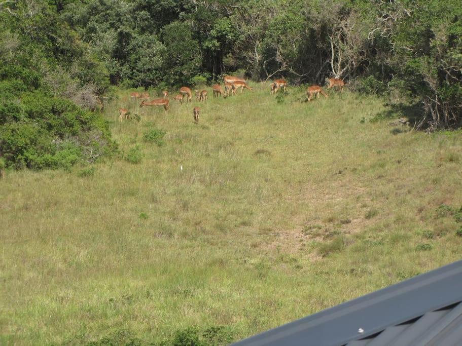 Umthi Lodge, Wildlife, Pool, Power Inverter Villa *