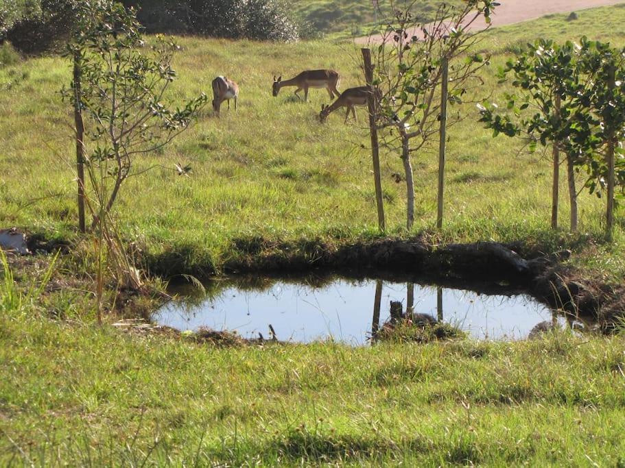 Umthi Lodge, Wildlife, Pool, Power Inverter Villa